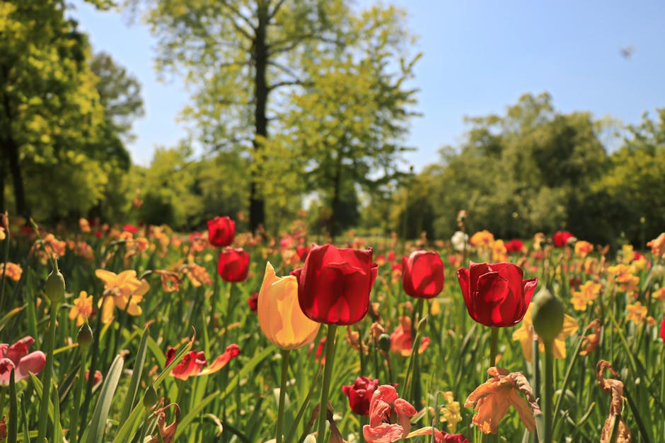A vibrant outdoor scene featuring a floral bouquet arrangement held by a person's hands, showcasing a mix of fresh red and yellow tulips with green stems and petals, set against a backdrop of a garden