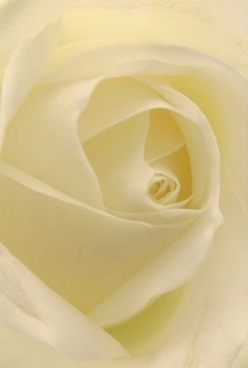 At the heart of Grove Park, this rose is a visual ode to pure elegance, its swirling ivory petals folding inwards with harmonious precision. Velvet-soft and almost sheer, each layer invites you to imagine tracing its cool, graceful lines, while the soft light-like that of a peaceful Grove Park morning-gently wraps the form in hues of cream and pale lemon. There are no harsh contrasts here, just a serene glow that lingers between petals, much like the calm before a quiet celebration along the Thames Path. The bouquet evokes a sense of comfort and love, inspiring thoughts of anniversaries or cherished memories exchanged across family tables. The timelessness present in the detail-the perfect symmetry, the subtle complexity of texture-is a testament to the craftspeople at Florist Grove Park. You can almost sense the whisper of fragrance that fills the air, faint yet deeply soothing, carrying a sense of serenity into any setting. This rose embodies the emblem of thoughtful gifting, suitable as much for gentle condolences as for gestures of pure admiration. Its artistry is palpable: in the finely etched spirals, the interplay of light and soft shadow, and in the quiet promise that every local bouquet, whether gathered for family or friend, carries the distinctive grace and sincerity of Grove Park's own flourishing gardens.