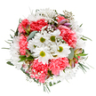 A gentle celebration of renewal gathered by Grove Park's skilful florists, this circular bouquet shines beneath soft natural light on a pristine white background. At its center, radiant white daisies with gleaming green cores bask amid billows of coral-pink carnations-their plush, ruffled petals echoing the joyful vibrance felt on an early summer day at Grove Park Recreation Ground. Wisps of baby's breath appear as floating stars, their airy presence adding a note of romance and tranquility. Interspersed are slender alstroemeria buds tinged with whispers of magenta and violet, waiting to bloom and deepen the arrangement's delicate harmony. Cradling all within, textured eucalyptus and rich emerald foliage offer a breath of woodland freshness. The effect is at once exuberant and calming, ideal for marking birthdays, milestones, or simply bringing light to a loved one's home near Fauconberg Road. Every detail-colour, scent, and structure-reflects the loving craftsmanship Grove Park locals have come to trust, creating an arrangement that's perfect for heartfelt flower delivery in the neighbourhood and beyond.